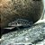 Julidocromis Mascarado (Julidochromis transcriptus) - Imagem 1