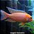 Aulonocara Firefish (Aulonocara sp. "Firefish") - Imagem 1