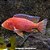 Aulonocara Firefish Albina (Aulonocara sp. "Firefish") - Imagem 1