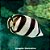 Borboleta Listrado (Chaetodon striatus) - Imagem 1