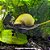 Caramujo Ampulária Jade (Pomacea diffusa) - Imagem 1