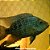 Texas Blue Peq. - 3 a 6 cm (Herichthys carpintis) - Imagem 2