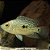 Texas Blue Peq. - 3 a 6 cm (Herichthys carpintis) - Imagem 1