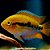 Ciclídeo Arco-Íris Peq. - 3 a 6 cm (Herotilapia multispinosa) - Imagem 1