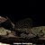 Cascudo Vela Leopardo (Pterygoplichthys gibbiceps) - Imagem 1