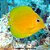 Cirurgião Azul Peq. - 3 a 6 cm (Acanthurus coeruleus) - Imagem 1