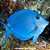 Cirurgião Azul Peq. - 3 a 6 cm (Acanthurus coeruleus) - Imagem 2