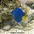 Cirurgião Azul Peq. - 3 a 6 cm (Acanthurus coeruleus) - Imagem 1