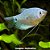 Tricogáster Azul Pintado Peq. - 4 a 7 cm (Trichopodus trichopterus) - Imagem 1