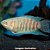 Paraíso Albino (Macropodus opercularis) - Imagem 1