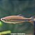 Dânio Gigante (Devario malabaricus) - Imagem 1