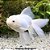 Kinguio Oranda White Peq. - 3 a 6 cm (Carassius auratus) - Imagem 1