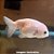 Kinguio Ranchu Branco Grd. - 15 a 20 cm (Carassius auratus) - Imagem 1