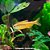 Tetra Yellow Devil (Hyphessobrycon notidanos) - Imagem 1