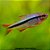 Tetra Arco-Íris (Hyphessobrycon melanostichos) - Imagem 1