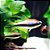 Tetra Imperador (Nematobrycon palmeri) - Imagem 1