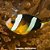 Palhaço Clarki (Amphiprion clarkii) - Imagem 1