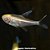 Neon Negro Albino (Hyphessobrycon herbertaxelrodi) - Imagem 1
