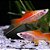 Espada Ananás (Xiphophorus hellerii) - Imagem 1