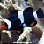 Palhaço Black Photon (Amphiprion ocellaris) - Imagem 1
