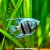 Acará Bandeira Zebra Azul Peq. - 2 a 4 cm (Pterophyllum scalare) - Imagem 1