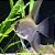 Acará Bandeira Siamês Peq. - 2 a 4 cm (Pterophyllum scalare) - Imagem 1