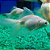 Kinguio Telescópio Branco Med. - 6 a 12 cm (Carassius auratus) - Imagem 1