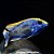 Litobates (Otopharynx lithobates) - Imagem 1