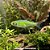 Rásbora Neon Verde (Microdevario kubotai) - Imagem 1