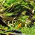 Rásbora Neon Verde (Microdevario kubotai) - Imagem 2