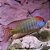 Letrinopis (Lethrinops sp. "Red Cap Itungi") - Imagem 1