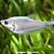 Tricogáster Prata (Trichopodus microlepis) - Imagem 1