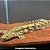 Polipterus Endricheri - 4 a 10 cm (Polypterus endlicherii) - Imagem 1