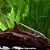 Cascudo Pau (Farlowella acus) - Imagem 1