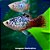 Plati Salt Pepper (Xiphophorus maculatus) - Imagem 4