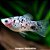 Plati Salt Pepper (Xiphophorus maculatus) - Imagem 3
