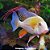 Acará Heckeli Albino Grd. - 13 a 20 cm (Acarichthys heckelii) - Imagem 1
