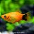Plati Aurora Mickey (Xiphophorus maculatus) - Imagem 1