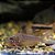 Coridora Bicuda (Corydoras cervinus) - Imagem 1