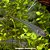 Ituí Transparente Peq. - 5 a 12 cm (Eigenmannia virescens) - Imagem 1
