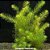 Rotala mexicana "Bangladesh" - Imagem 1