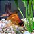 Kinguio Telescópio Red Black Med. - 6 a 12 cm (Carassius auratus) - Imagem 1