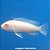 Labeotrofeus trevasae Albino (Labeotropheus trewavasae) - Imagem 1