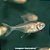 Tetra Foguinho Albino (Hyphessobrycon amandae) - Imagem 1