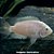 Acará Guatemala Branco (Amatitlania nigrofasciata) - Imagem 1