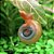 Caramujo Red Ramshorn (Planorbarius corneus) - Imagem 1