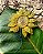 Colar flor girassol em macramê capim dourado - Imagem 1