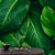 Papel de Parede Folhas Largas Verde Floresta - Imagem 1