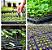 Bandeja de germinação e clonagem - 72 células - Imagem 3