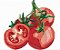 Matriz Bordado Pano De Prato Coleção Tomates - Imagem 7